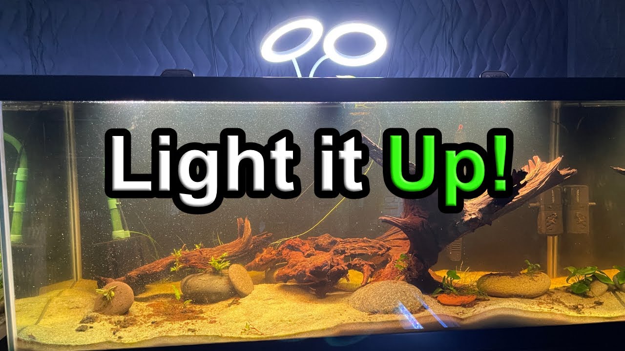 Perfect Lighting for Tank Plants Above Water 🌱
