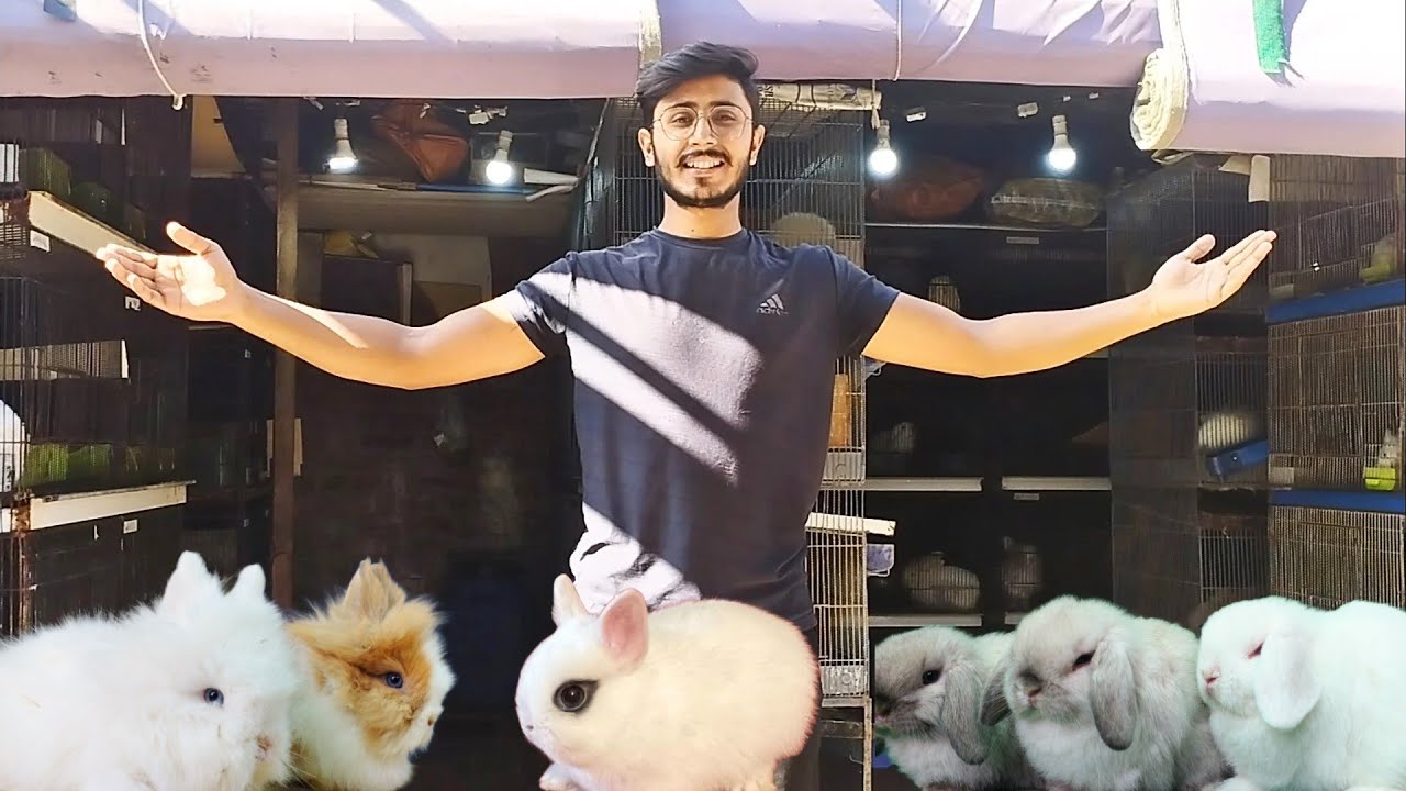 My fancy rabbit farm | daily vlog | rabbit farming | international rabbit breeds