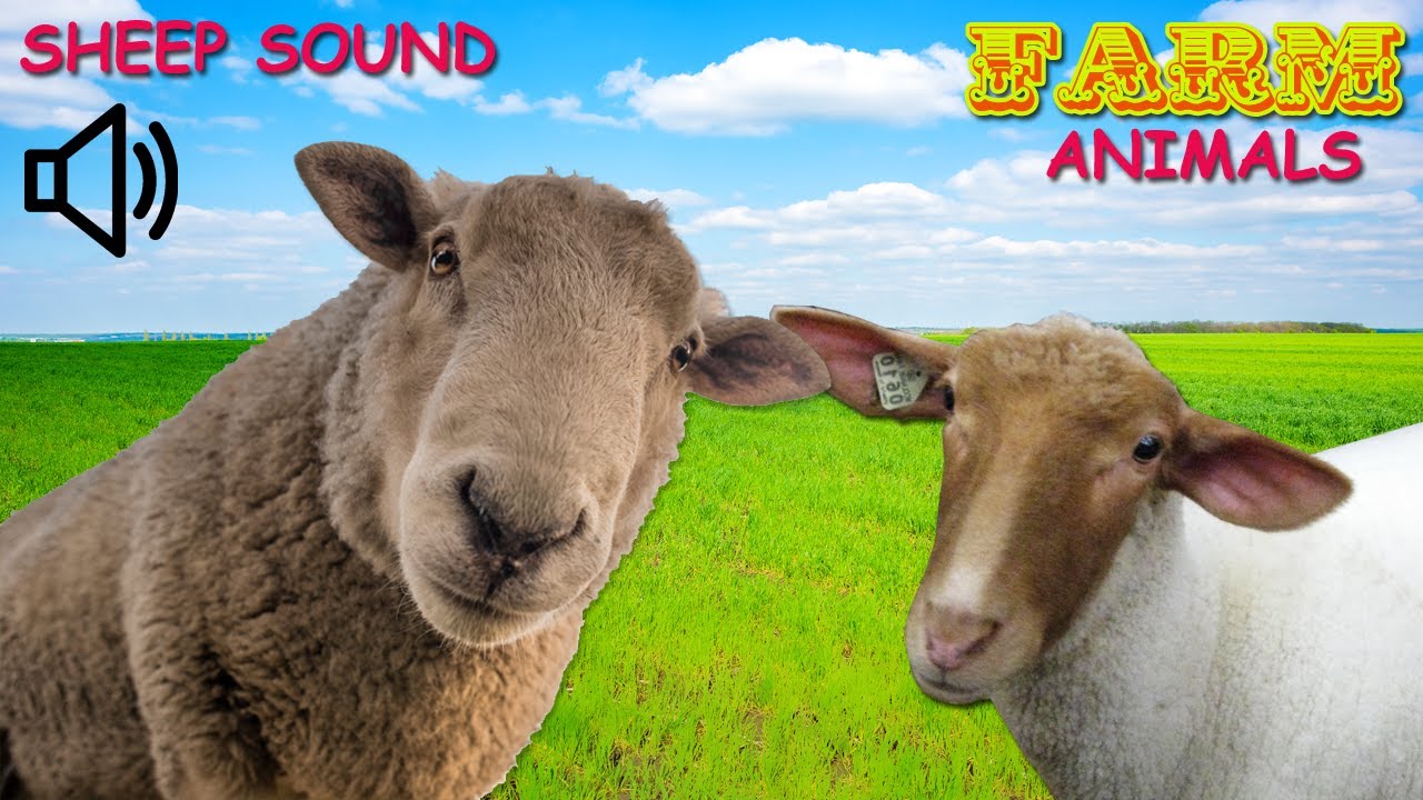 FARM ANIMALS - SHEEP SOUNDS - SHEEP SOUND EFFECTS