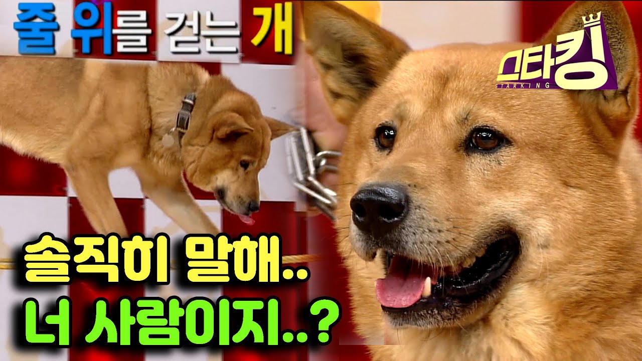 [스타킹] 🐕줄도 타고 대화도 하는 댕댕이🐕 | STARKING Ep.89