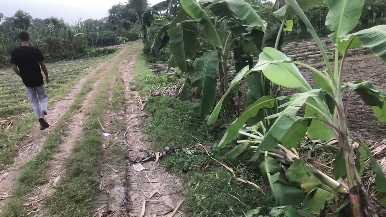 জরুরী প্রয়োজনে কম দামে রাস্তার সাথে উচূ ৩২ শতাংশ জমি বিক্রয় বায়রা সিংগাইর ফোনঃ ০১৩২৮৩৬৬৭১৬ 