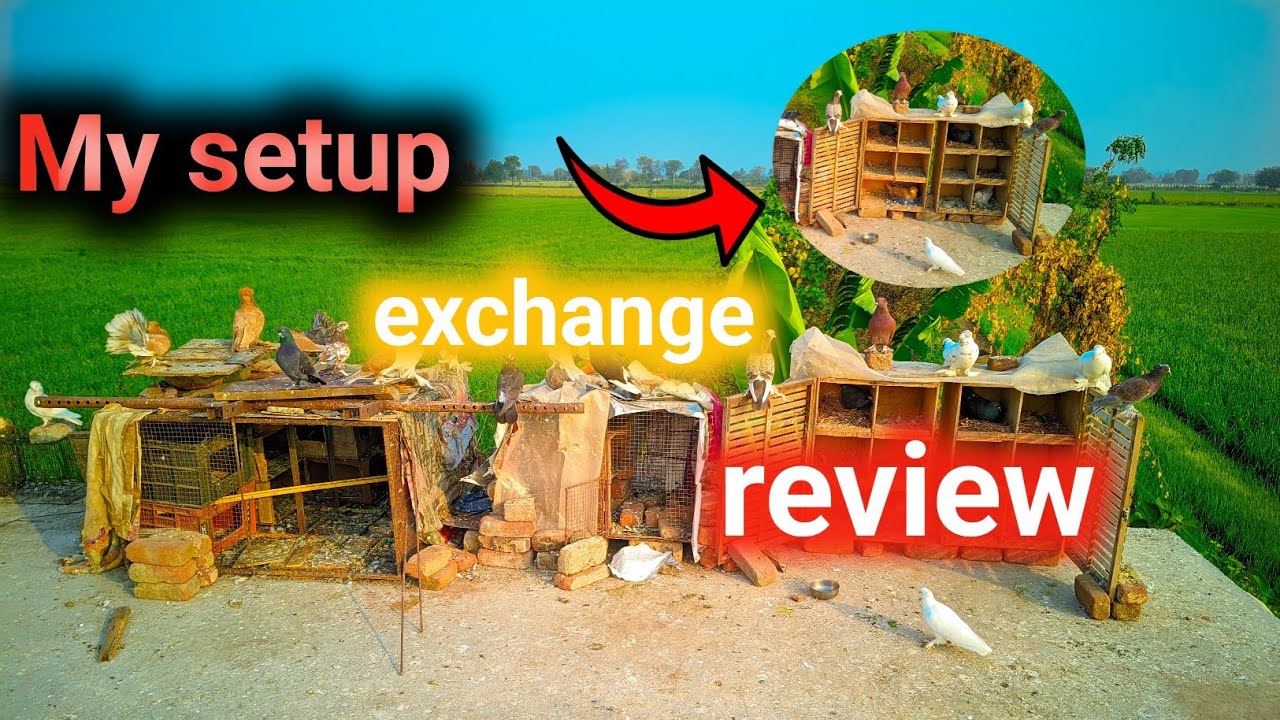 My kabutar setup review and exchange 😱 setup badal diya 😥 #youtubeshorts #shorts #trend #kabutar 