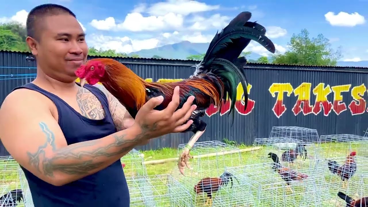 Spill berbagai macam jenis 4yam 1mport Filipin4 langsung dari Benteng Takeshi Game Fowl.