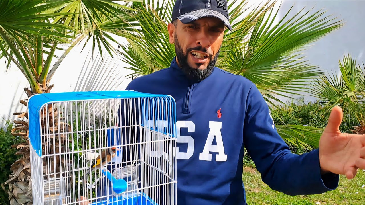 مع با عادل 🇲🇦 2025 ورانا سلالة لعندو عشاق طائر الحسون طيور حسون صيلة للبيع