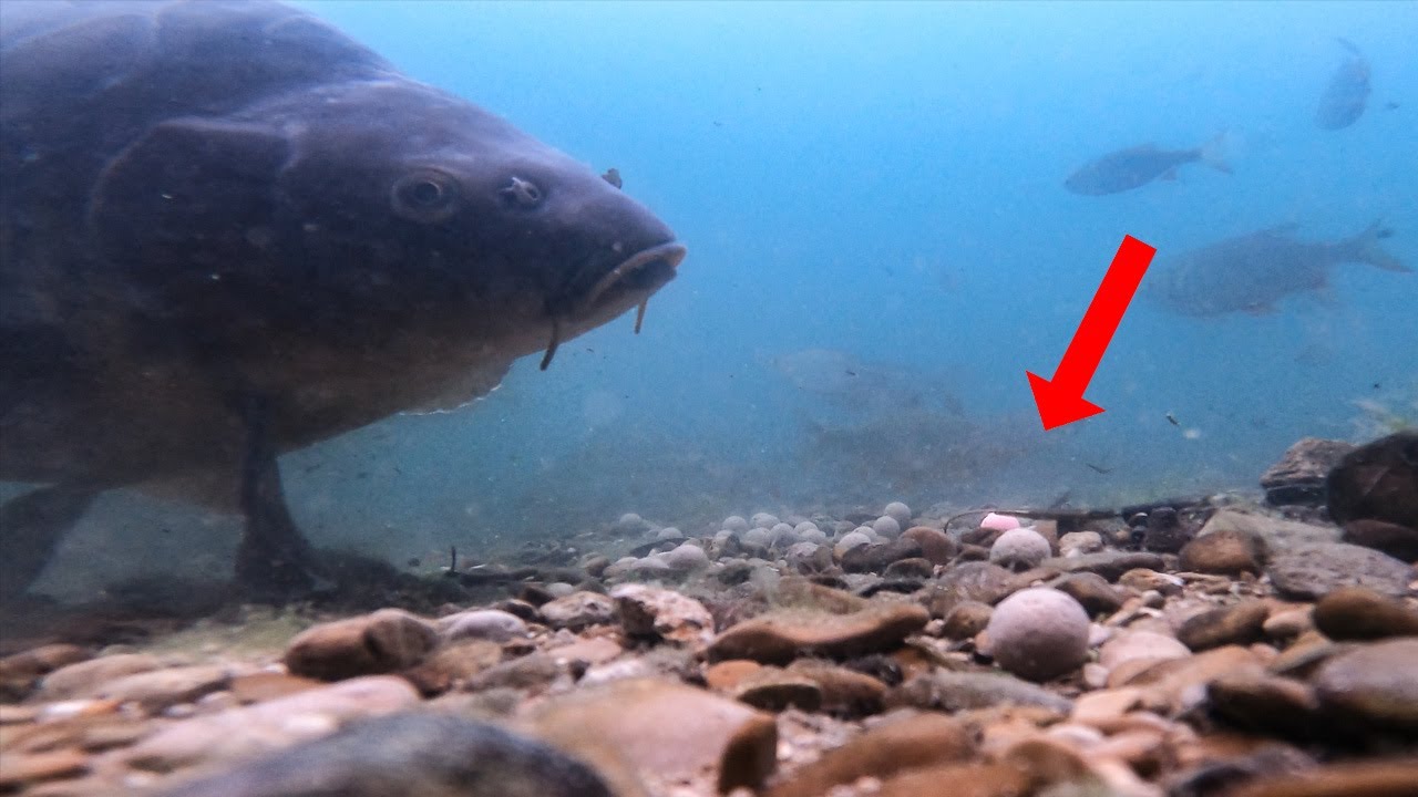 Karpfenangeln an einem EXTREM klaren Baggersee
