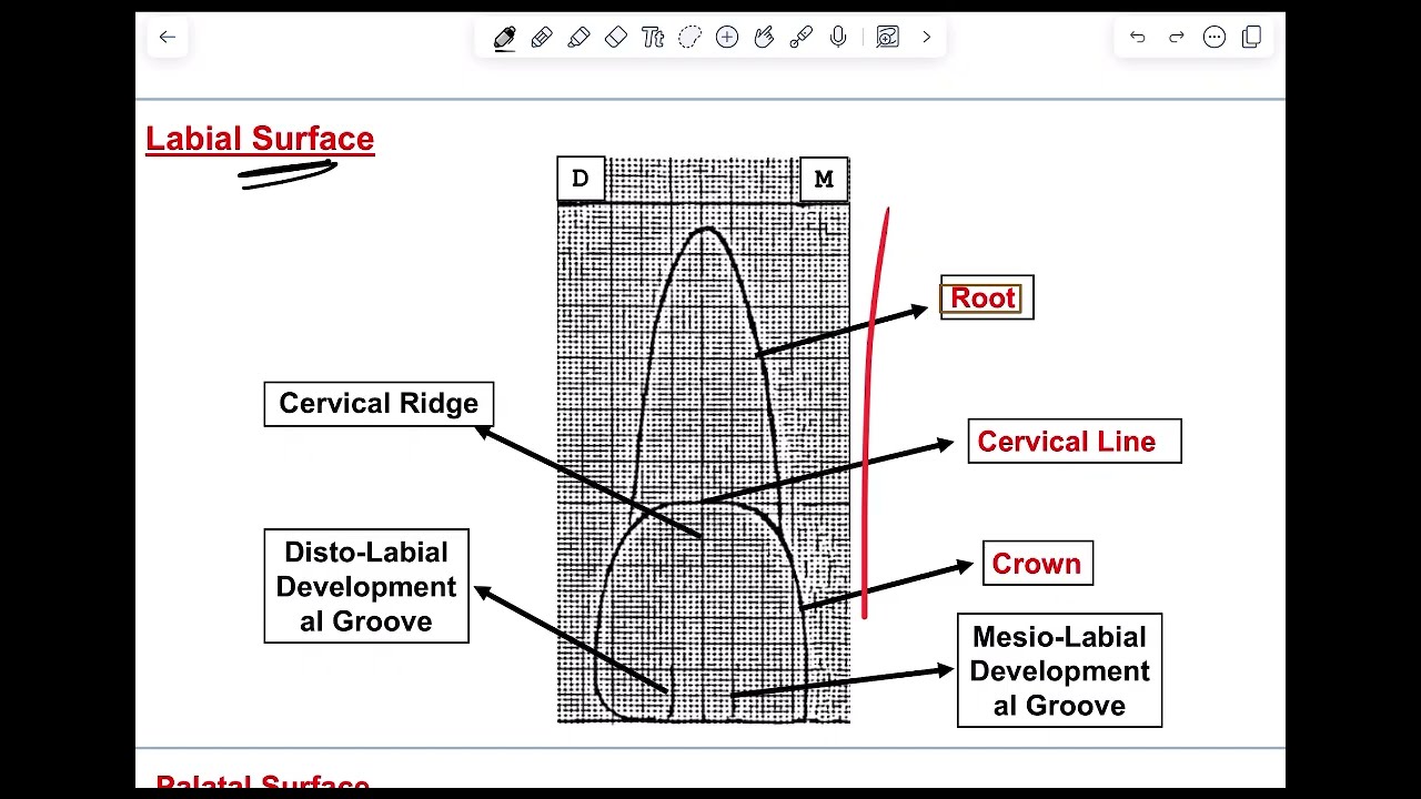  practical (log Book) +3d ||upper central incisor 