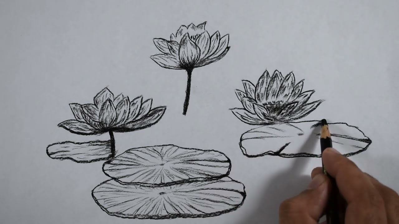 Easy Lotus Flower Drawing for Beginners