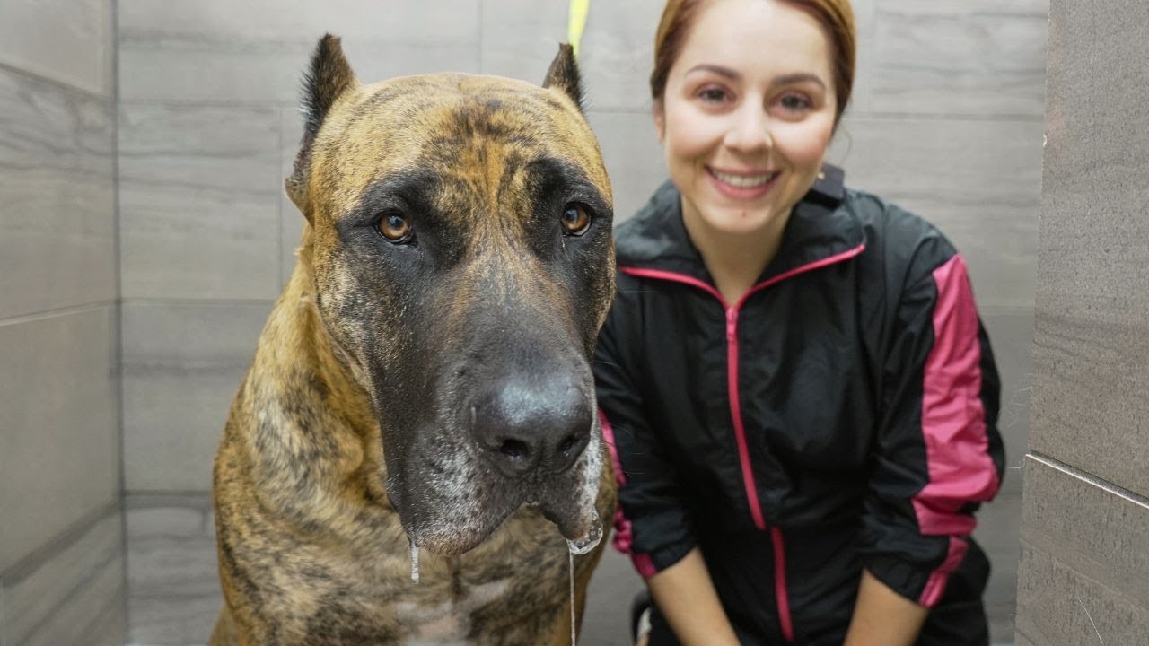 The POWERFUL Perro de Presa Canario 😐