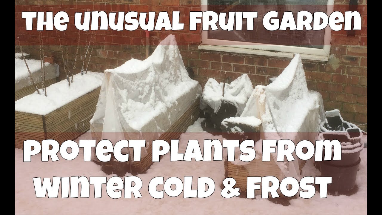 Protect Plants From Winter Frost & Snow With Fleece Blankets - Winter Protection For Fruit & Veg