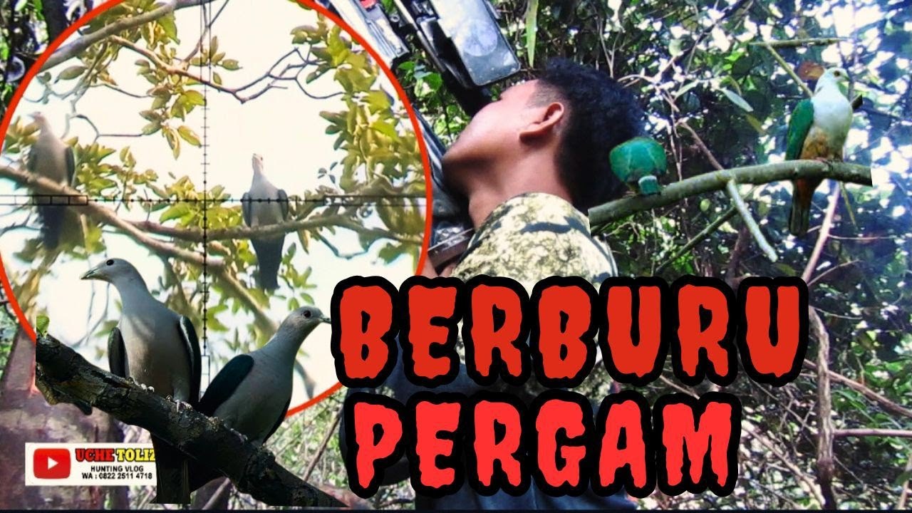 BERBURU PERGAM‼️MOMEN SERU BERBURU PERGAM IMPORT