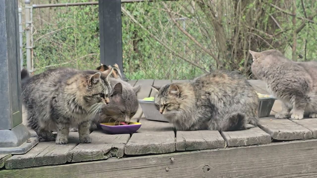 Dinner for the kitties.