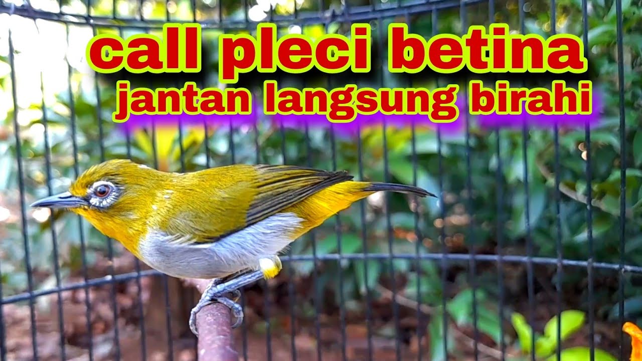 Pleci Betina Bustomi Memanggil Jantan Buat Pancingan Di Jamin Ampuh