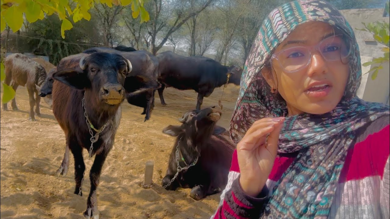 शरारती भैंस 🐃 ने पाड़ दिया खूँटा 😓 #desilifestyle 