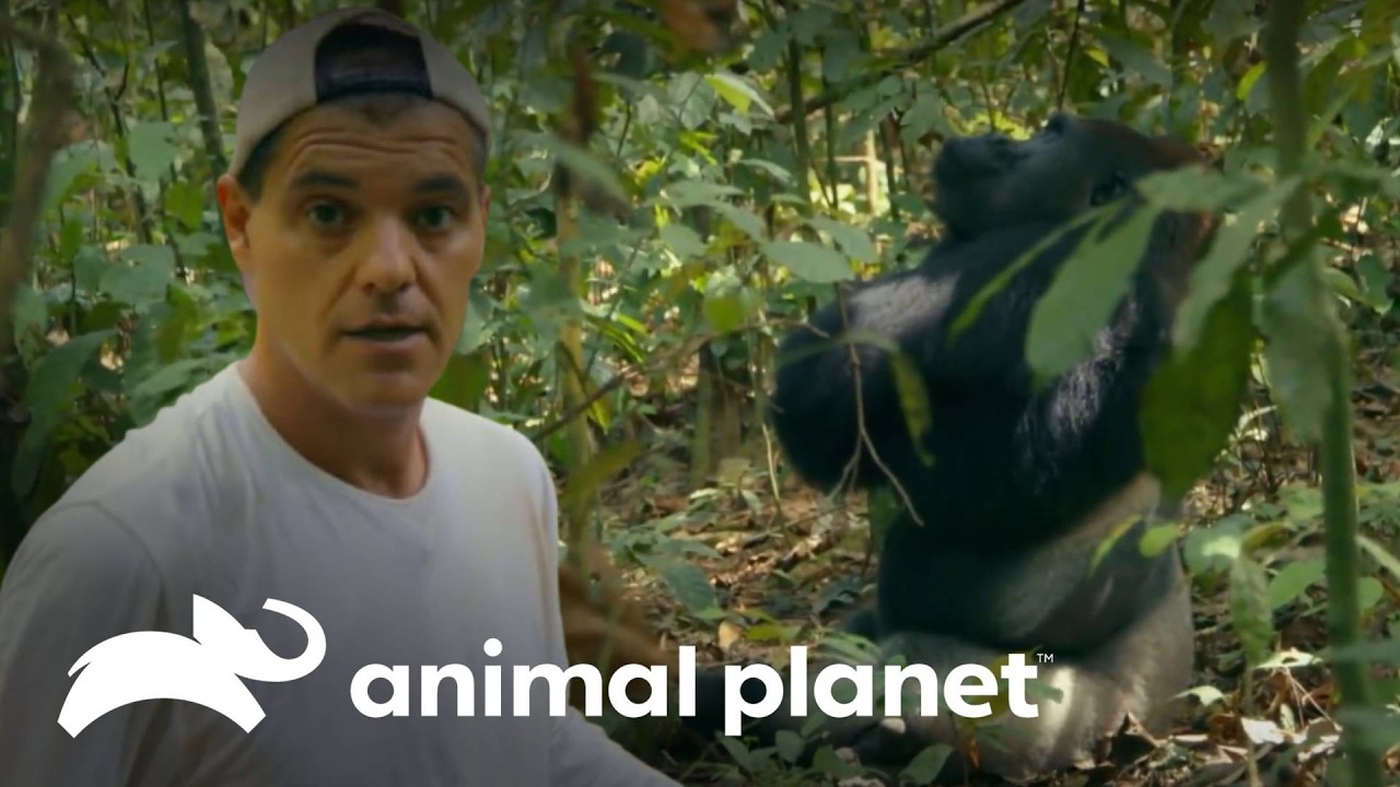 Frank Cuesta y los gorilas de tierra baja | Wild Frank: Gorilas | Animal Planet Latinoamérica