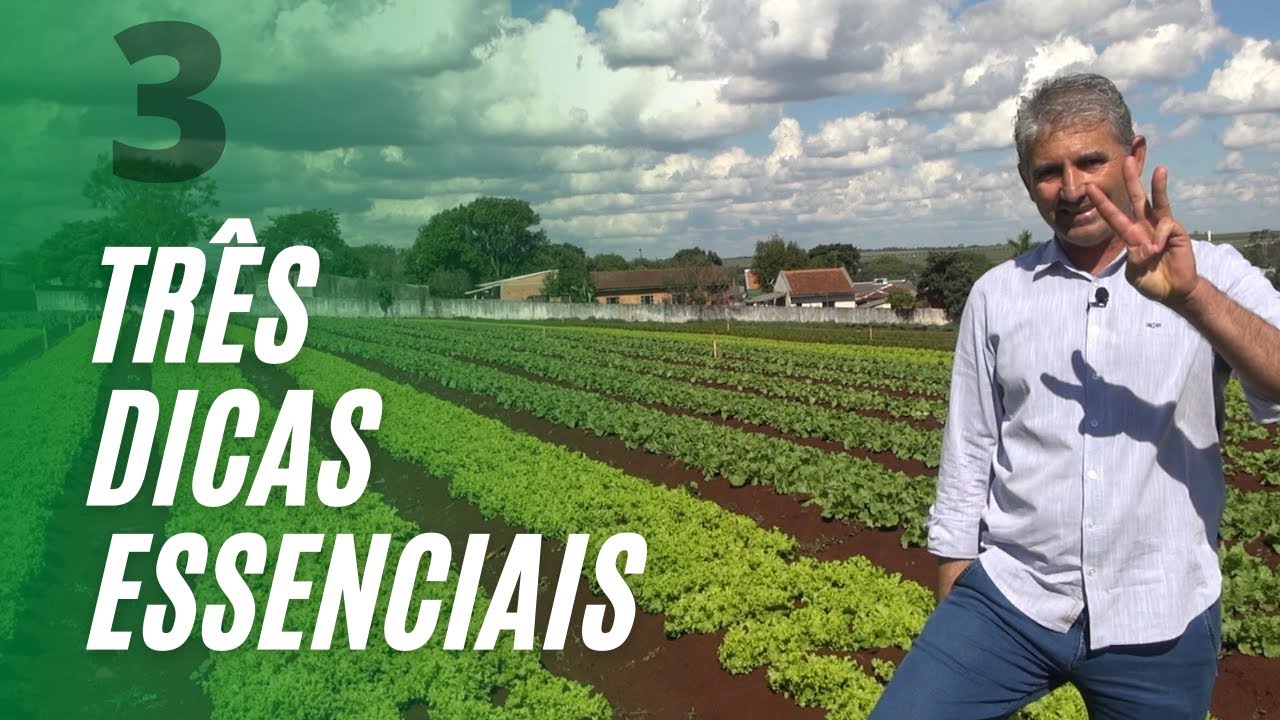 3 DICAS SOBRE: ABOBRINHA, SALSA E QUANTO PRODUZIR NA HORTA