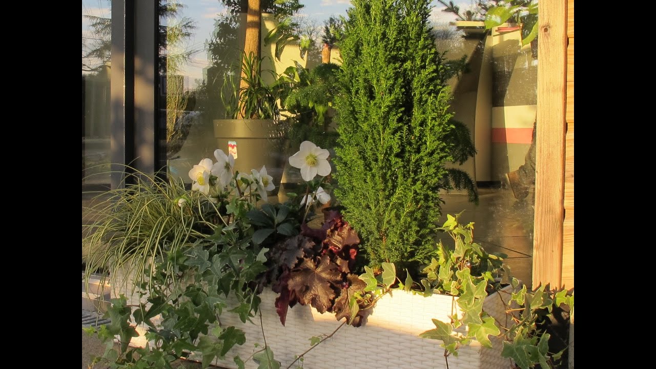Jardiniere d'hiver 'Winter Sensation'