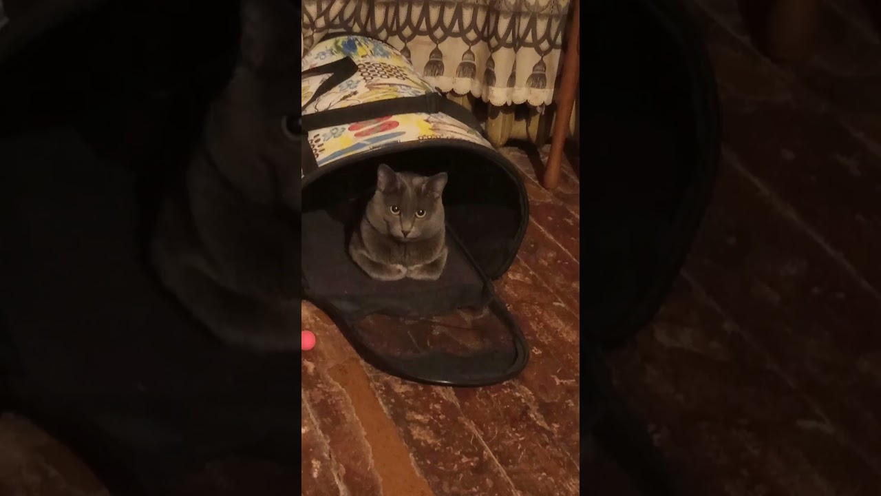 Кот Атос иногда любит отдохнуть в переноске! #shorts #котатос #животные #коты #кошачийотдых