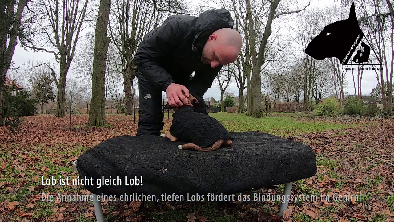 Boxer Welpe - Welpenausbildung