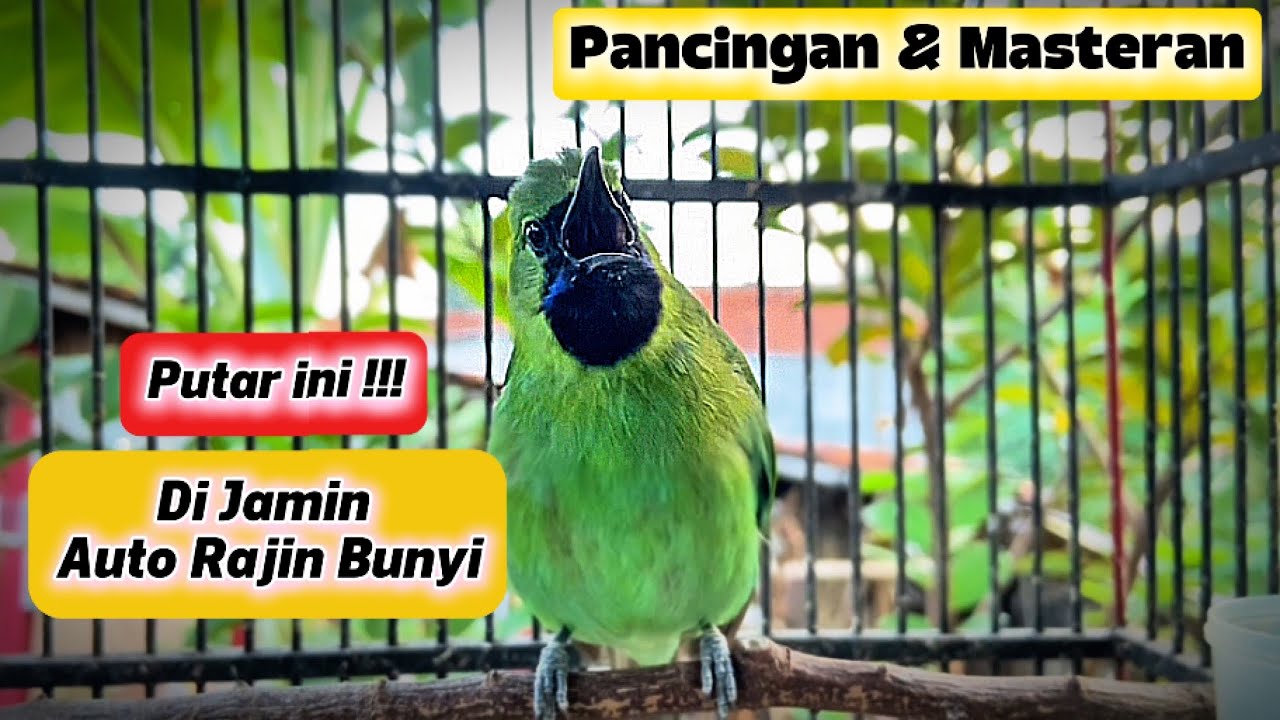 Cucak Ijo Mini Gacor Mancing Emosi JOMIN Bahan Agar Cepat Jamtrok