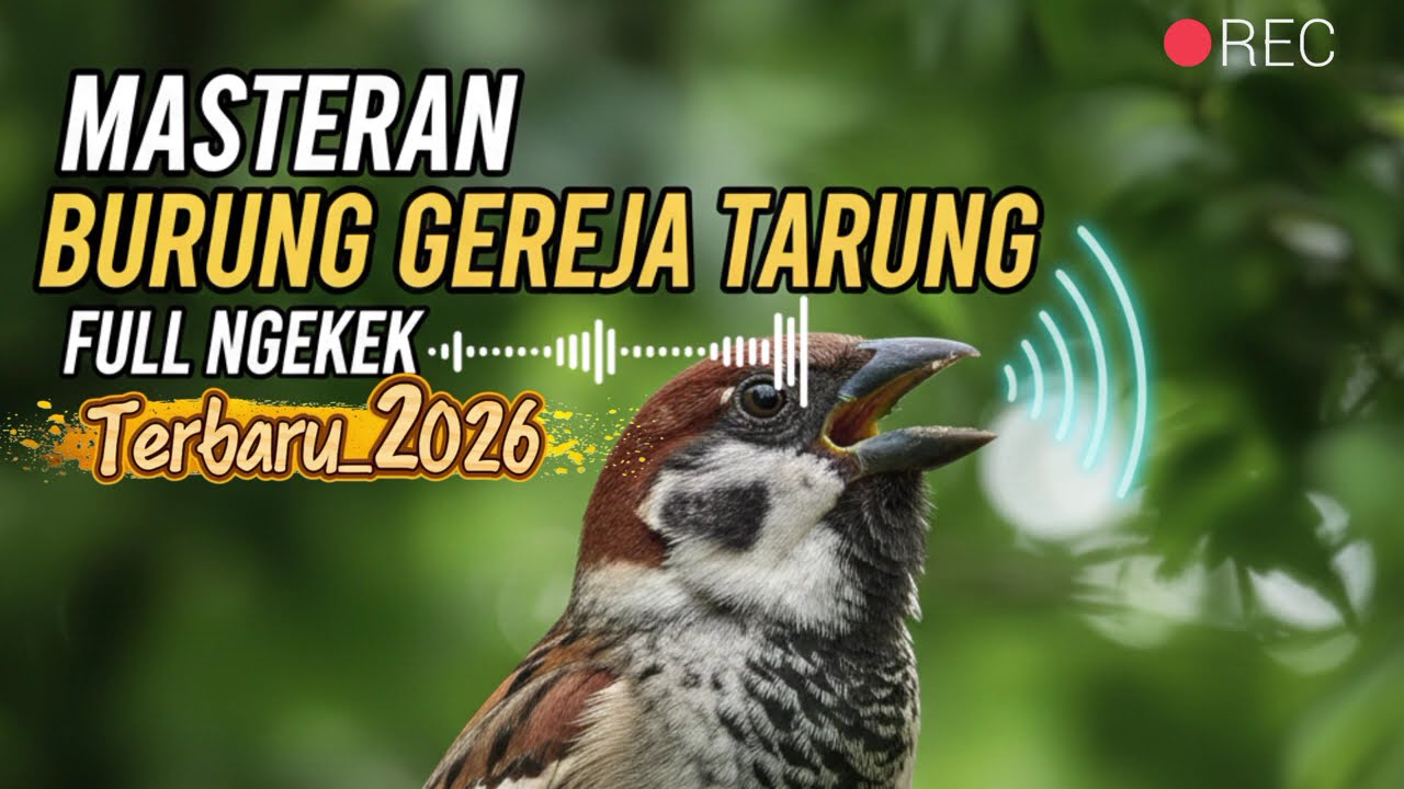 MASTERAN BURUNG GEREJA (FULL Ngekek) || TERBARU 2026