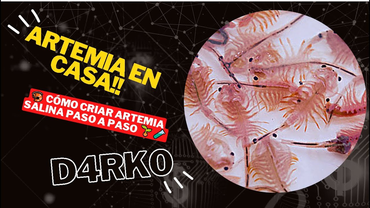 🦐 Cómo criar ARTEMIA SALINA en casa 🌱🧪
