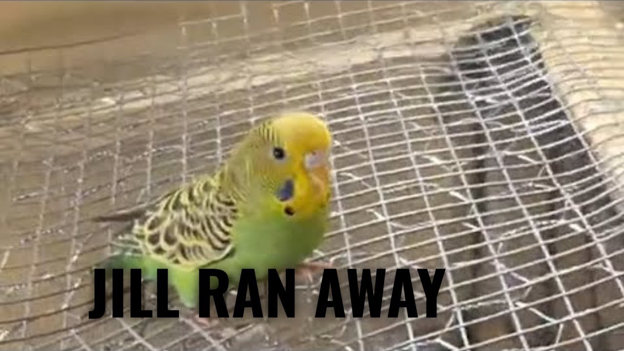 Budgie Baby Jill Escapes What Happens Next Little Cute Bird?