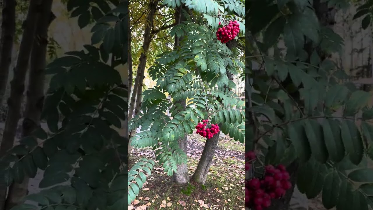 European Mountain Ash (Sorbus aucuparia)