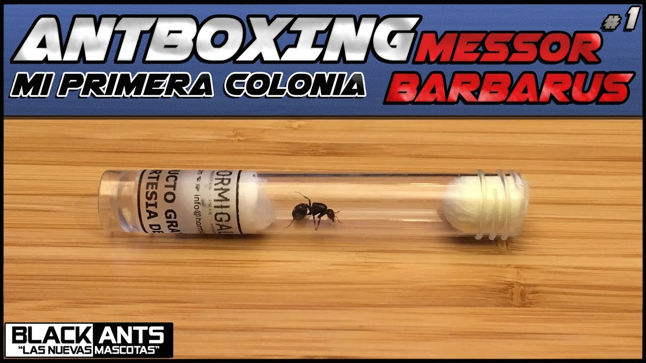 UNBOXING MI PRIMERA COLONIA DE MESSOR BARBARUS