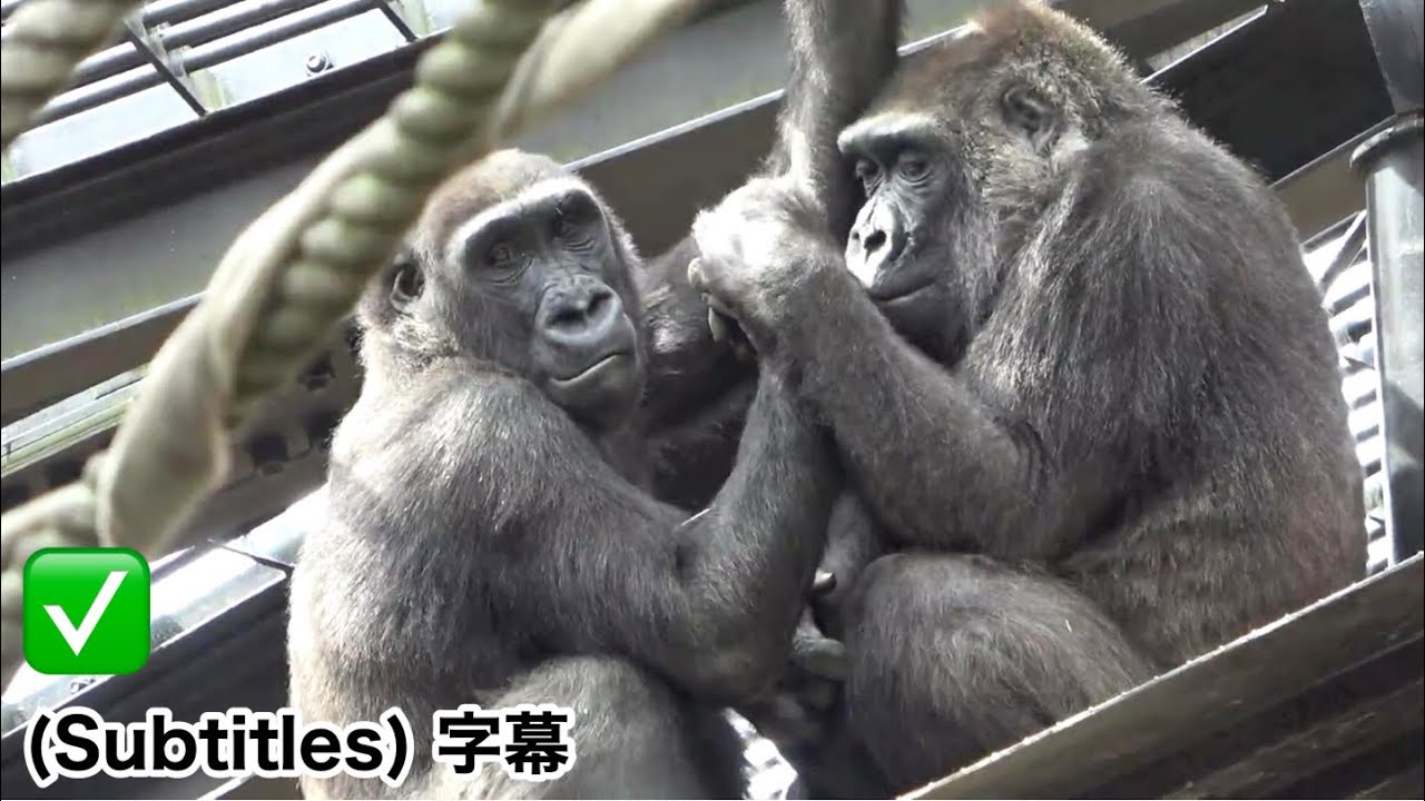 Kintaro was happy to get a health check from Mom for the first time in a while. Gorilla