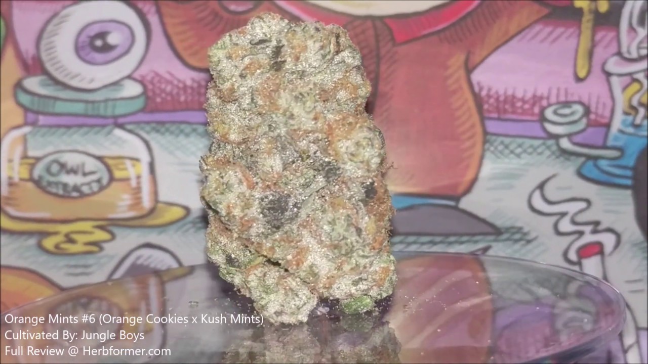 [Jungle Boys] Orange Mints #6
