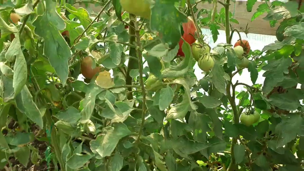 Acest soi este incredibil in solar dar și grădină