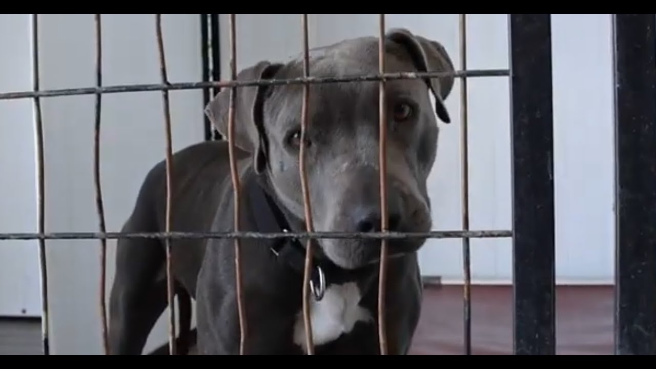 Sumter County Animal Services: Volunteer Program