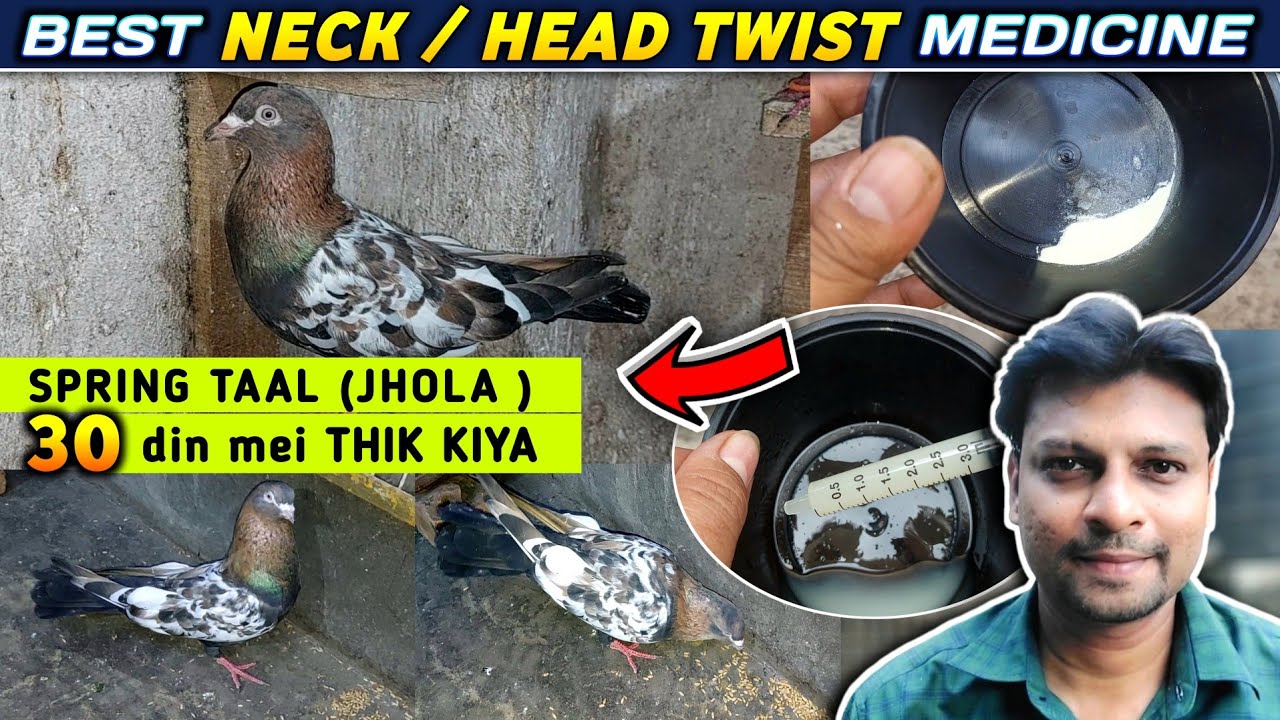 Pigeon Neck / Head Twist  Medicine ( 2025 ) Kabootar ke Lakwe/Jhola Bimari Ka Ilaaj