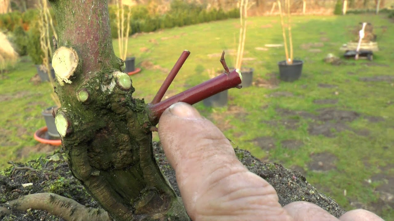 Bonsai Cornus, Hartriegel. Ein Gärtner will es wissen Teil 3