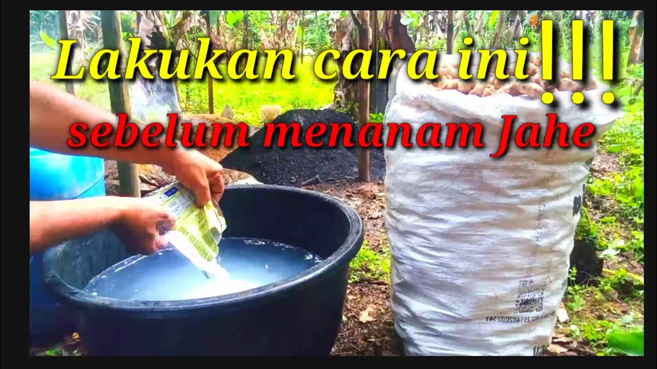 Budidaya Jahe.Lakukan cara ini!!! Pada bibit jahe, agar jahe sehat