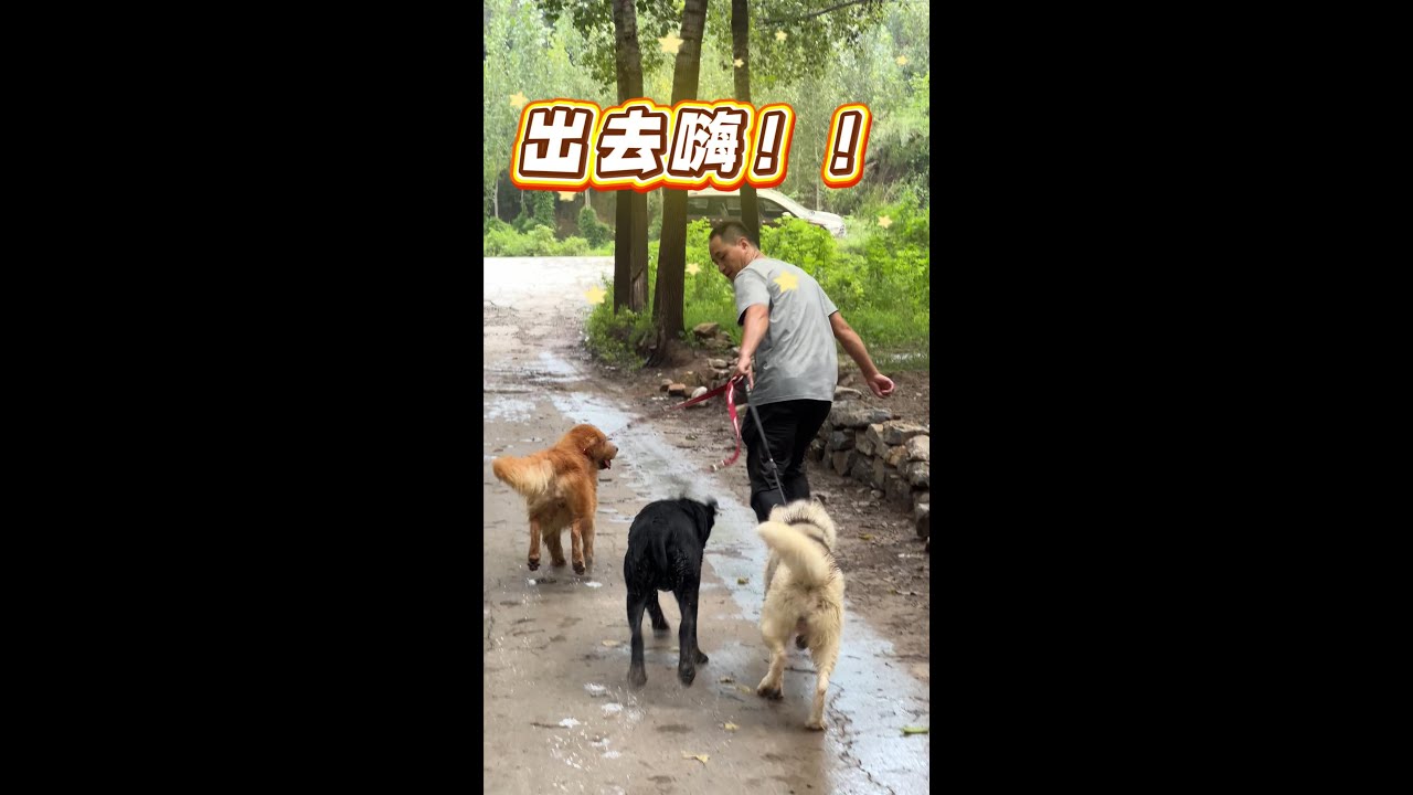 带着无敌，哮天，旋风去大山里寻找不一样的快乐\I took three dogs to the mountains to find a different kind of happiness