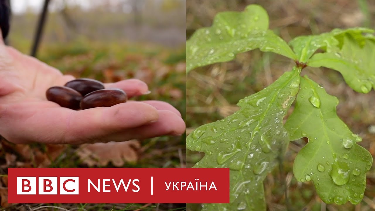 Я саджаю дуби. Чи стане Україна дібровою?