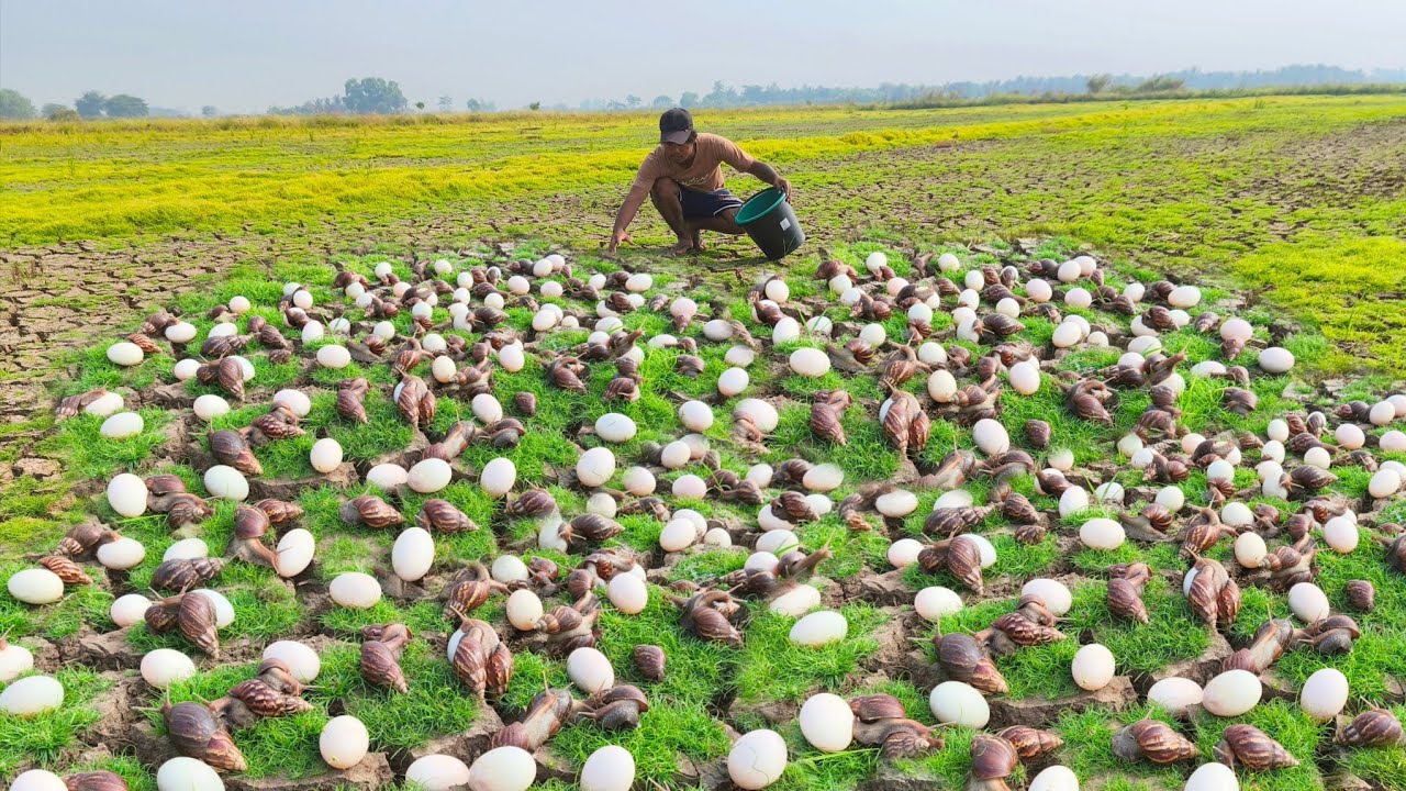 Wow wow A fisherman collects eggs and catches snails in a rice field and catches a lot.