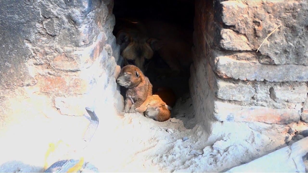 Day 2 feeding poor family puppies living in brick stove - Rescue family puppies