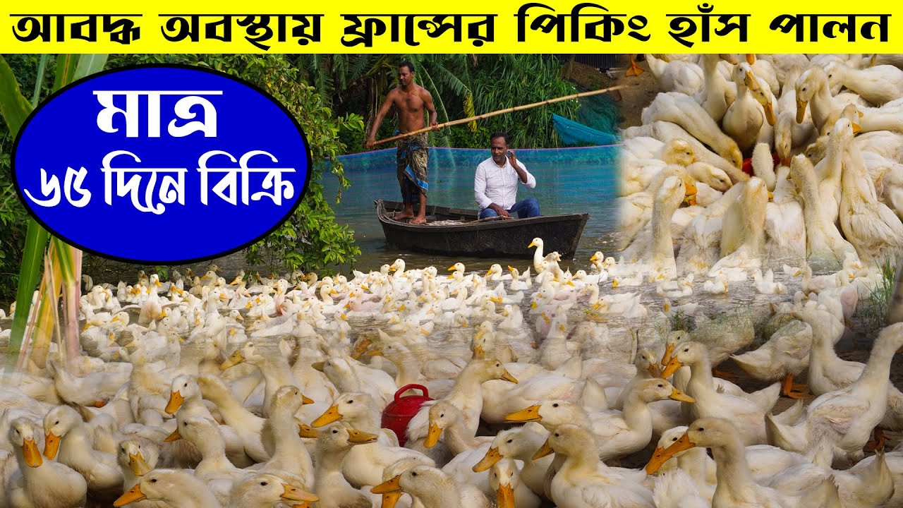 ফ্রান্সের পিকিং হাঁস পালন | ৬৫ দিনে ৩ থেকে ৪ কেজি ওজন | Duck farming| Khamar Bangla 24
