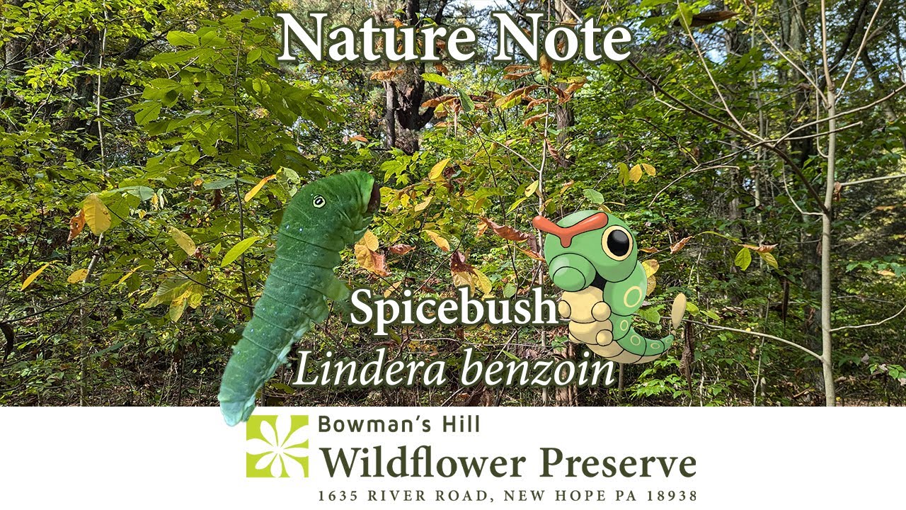 Spicebush the spicy native plant with a Pokemon connection