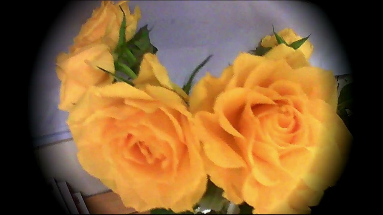[280d] Violin and Piano (Yellow Roses)