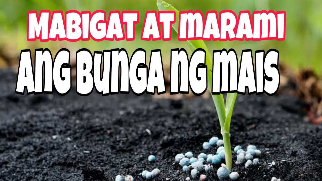 Mas Mabigat at Marami ang Bunga ng Mais