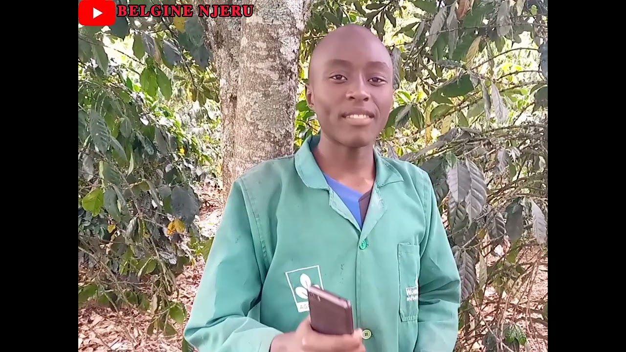 MACADAMIA NUTS  FARMING 