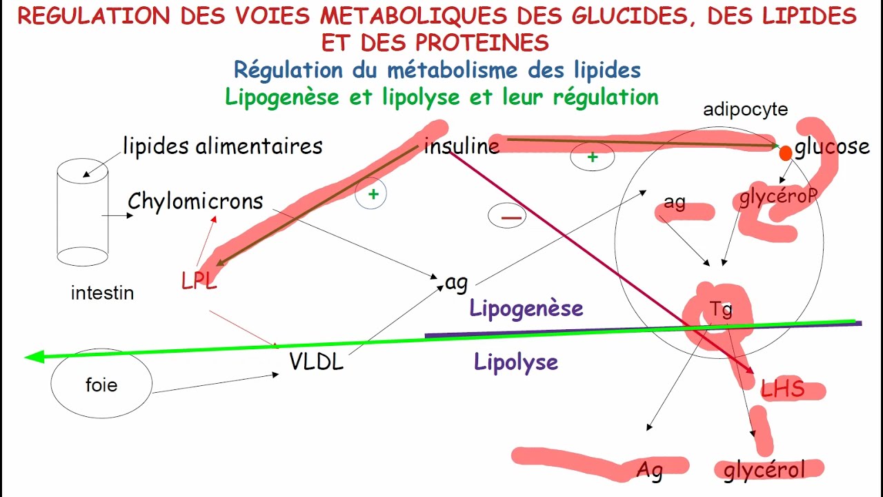 Régulation du métabolisme des lipides