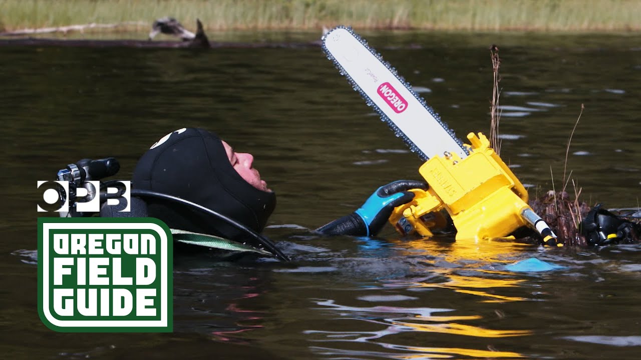 Using tree rings (and an underwater chainsaw) to understand earthquake risk | Oregon Field Guide