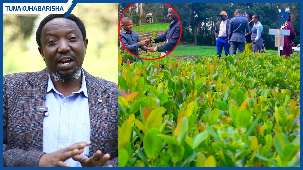 NJUWASA Kupanda Miti 80,000 Ya Kutunza Vyanzo Vya Maji,Mhandisi Lupoja Afunguka Walivyojipanga