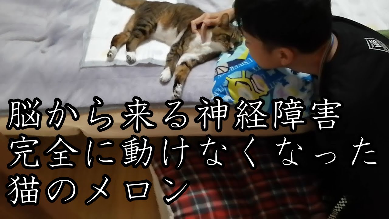猫 脳からくる【神経障害】  急に進行し｛完全に動けなくなった｝