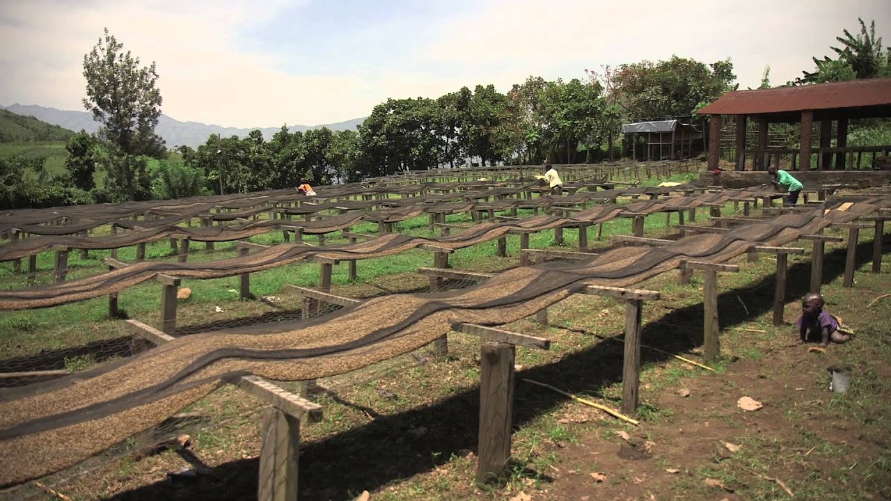 Reportage Itinéris Le café équitable du Kivu