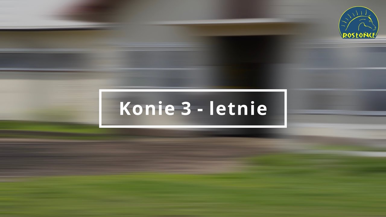 Przegląd koni 3 - letnich przed sezonem 2021 Stajnia Rosłońce
